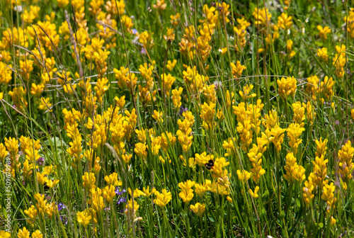 A close-up with many Genista sagittalis flowers in the field