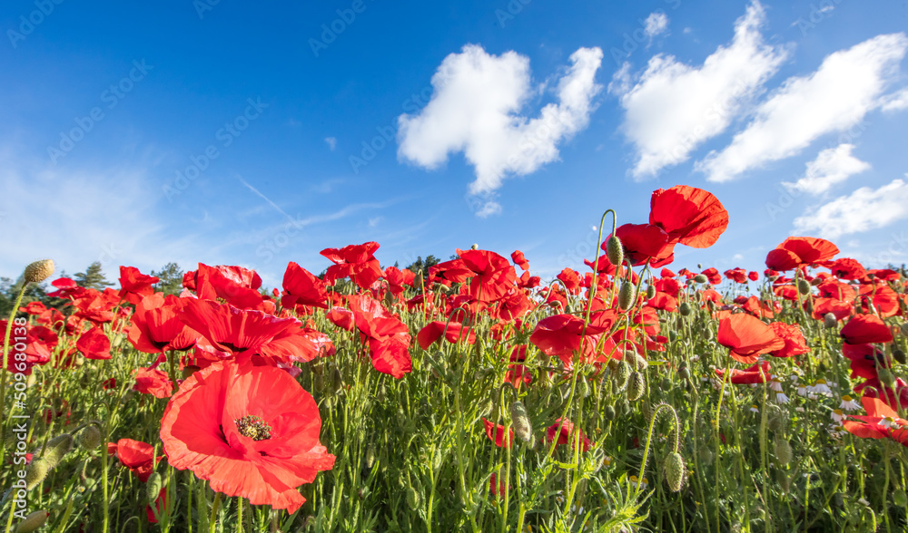 Obraz premium mohnblüte