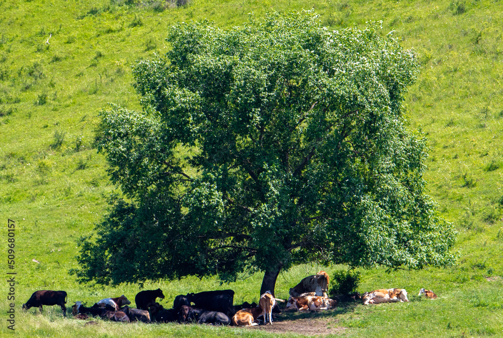 Fototapeta premium Many cows are sitting in the shade of a tree