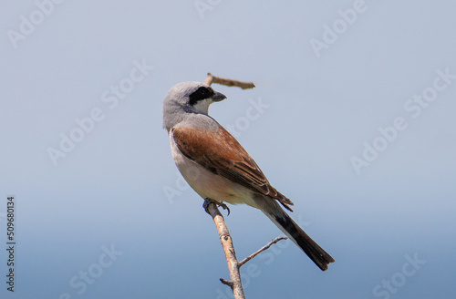 a close-up with a Lanius collurio bird on a branch