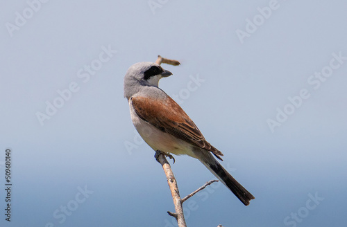 a close-up with a Lanius collurio bird on a branch