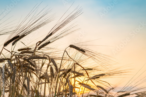 Golden wheat field in Ukraine. A field of wheat in August. Summer time. Spikelets of wheat close up. Blue sky, clouds over the field.