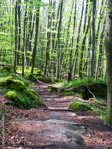 Fototapeta Naklejka Na Ścianę i Meble -  Mullerthal Trail, May 2019 : Big hike in the Mullerthal Trail (or Little Luxembourg Switzerland) located in the Luxembourg Ardennes