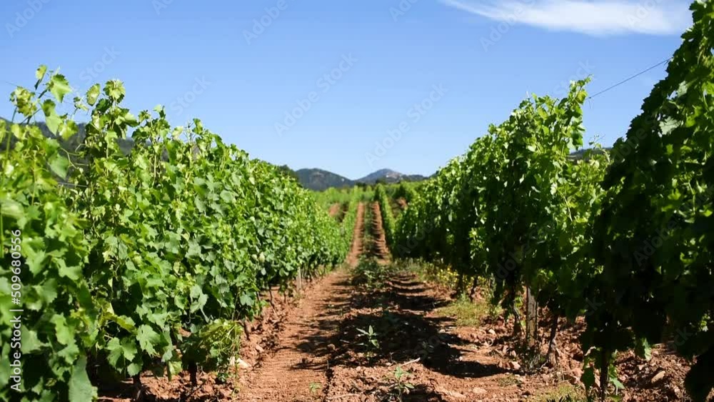 Spring overview of the rows of a of a vineyard in Sardinia, Italy. Traditional agriculture. Spring overview of the rows of a of a vineyard in Sardinia, Italy. Traditional agriculture.