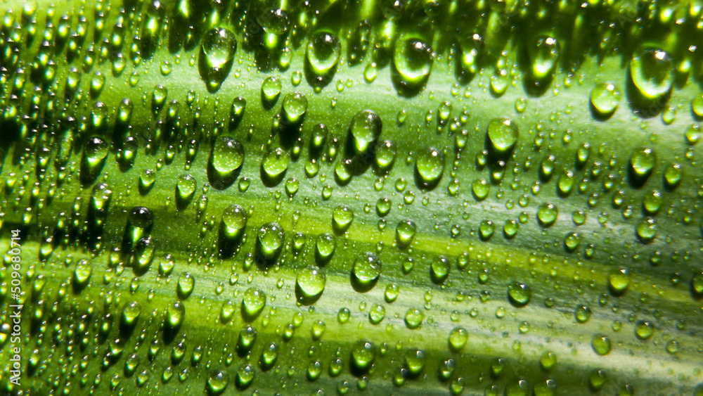 Beautiful green leaf with drops of water