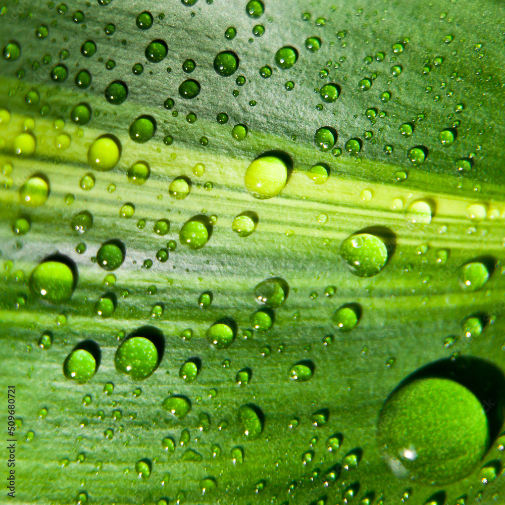 Beautiful green leaf with drops of water Beautiful green leaf with drops of water