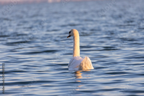 Mute Swan swimming on the lake Balaton in Hungary