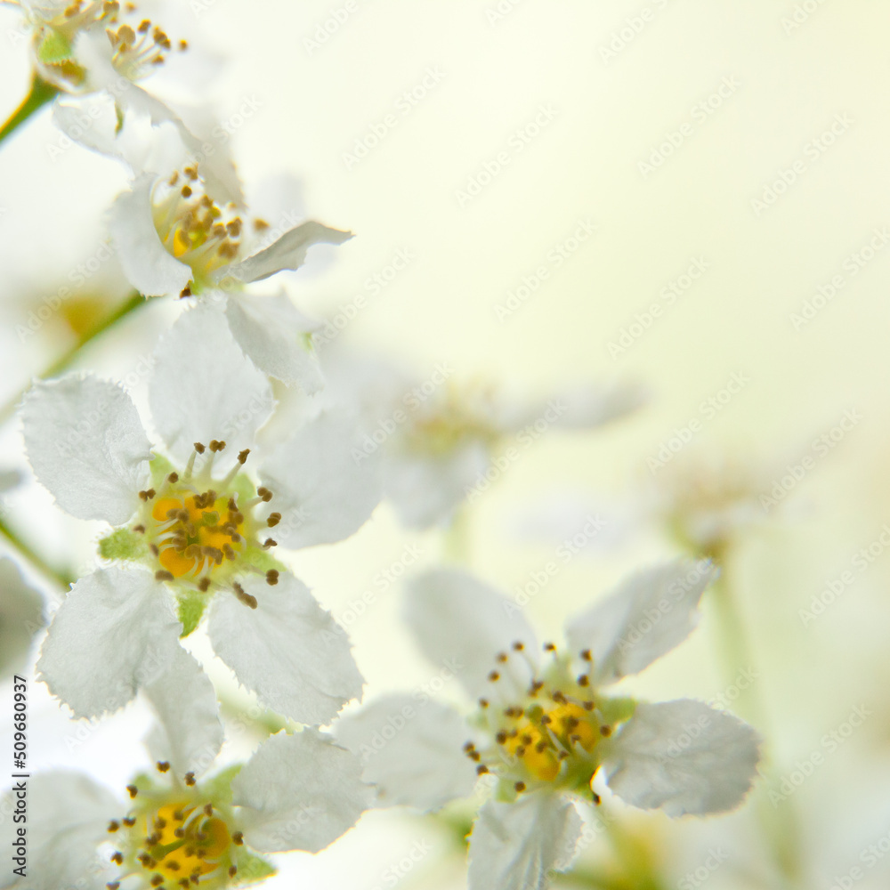flowering bird cherry tree branch. bird cherry flowers macro. Spring background with flowers flowering bird cherry tree branch. bird cherry flowers macro. Spring background with flowers