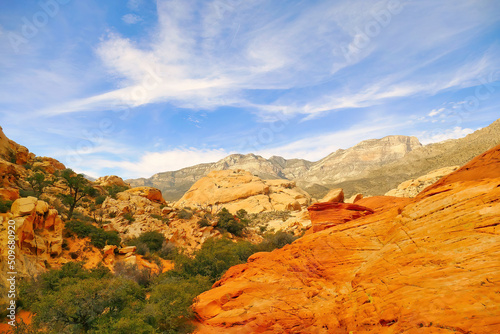 Desert landscape with oak trees and red rocks in Red Rock Canyon National Conservation Area  close to Las Vegas  Nevada. 