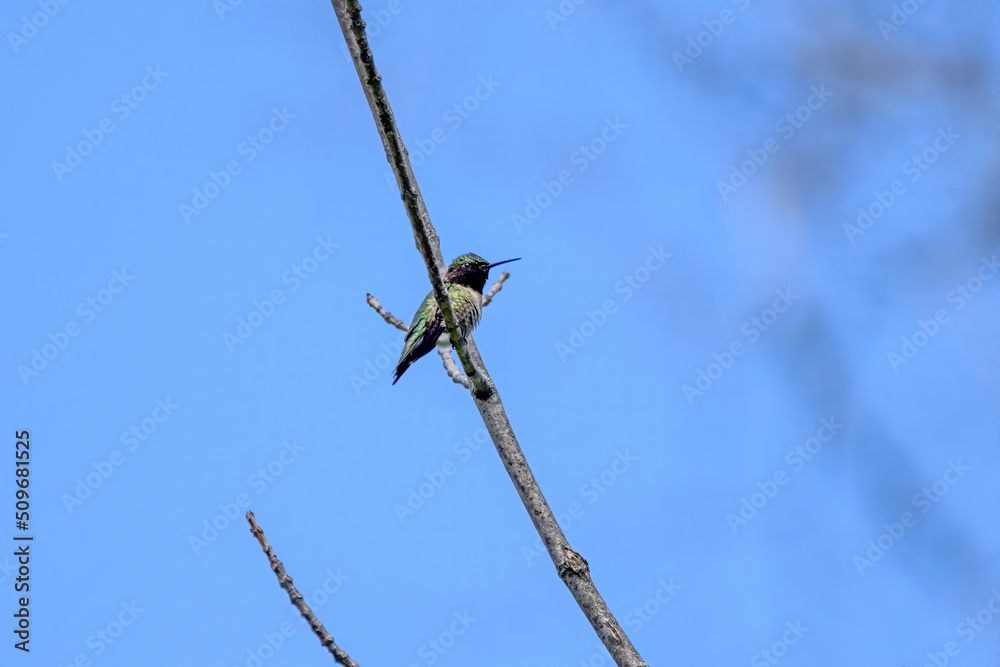 The ruby-throated hummingbird (Archilochus colubris) The ruby-throated hummingbird (Archilochus colubris)