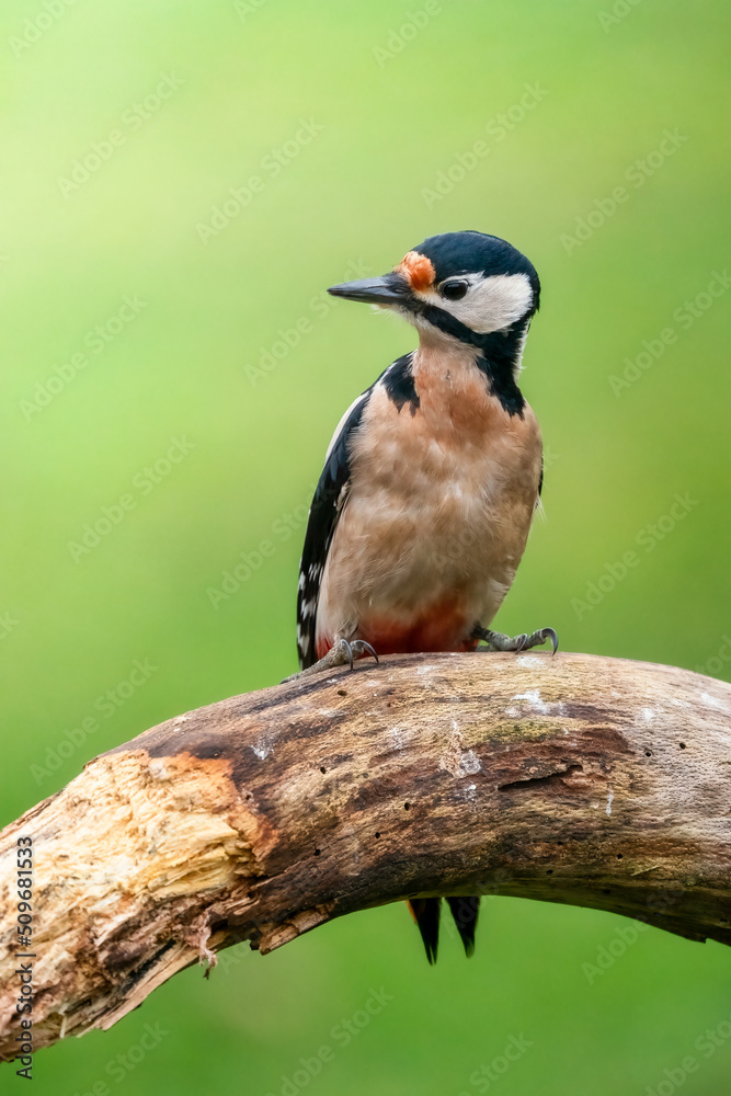 great spotted woodpecker on a branch great spotted woodpecker on a branch