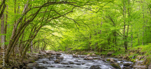 GSMNP Tremont Stream