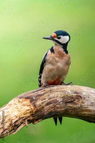 great spotted woodpecker on a branch 