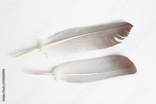 far-up and close-up bird feathers on a white background