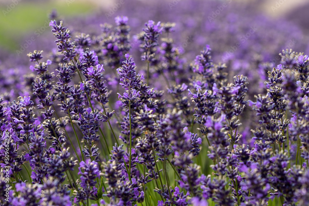 Naklejka premium Dark Purple Lavender Flowers in Field in Sequim, WA