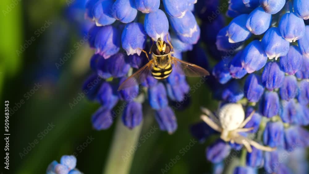 Wasp on the flower in nature. Insect. Flying honey bee collecting pollen at yellow flower. Bee flying over the yellow flower Wasp on the flower in nature. Insect. Flying honey bee collecting pollen at yellow flower. Bee flying over the yellow flower