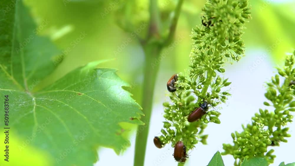 Phyllopertha horticola. Small beetles eat grape flowers. Insect pests. Agricultural industry. A vine with ovaries of berries. Phyllopertha horticola. Small beetles eat grape flowers. Insect pests. Agricultural industry. A vine with ovaries of berries.