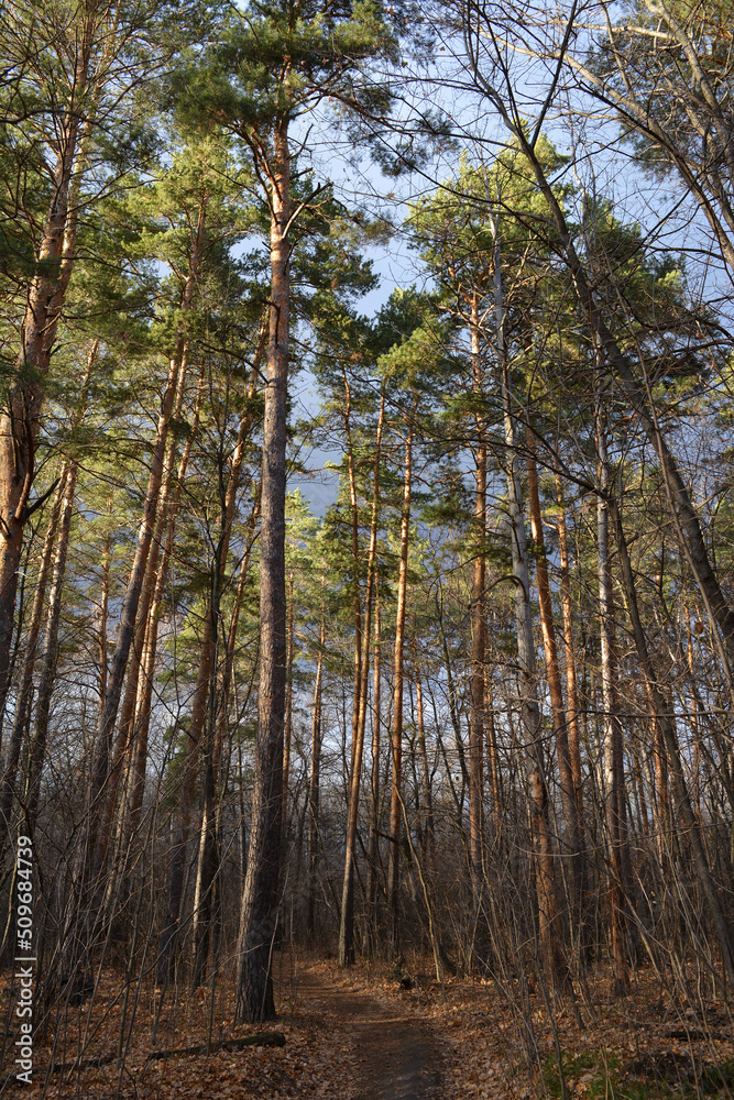 A vertical photo of a footpath leading into a sunlit pine forest with dense undergrowth. Beautiful autumn landscape. Mural paper. A vertical photo of a footpath leading into a sunlit pine forest with dense undergrowth. Beautiful autumn landscape. Mural paper.