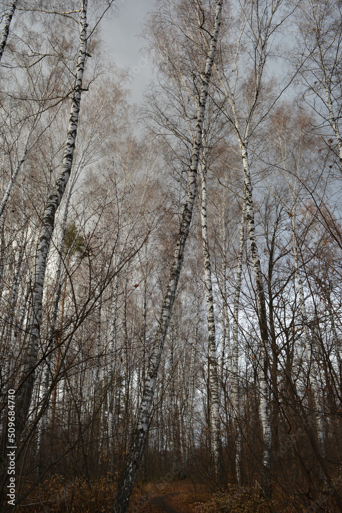 Amazingly beautiful birch grove against the background of the gray autumn sky. The leaves have already flown around and lie in a golden carpet below. A path among birches.