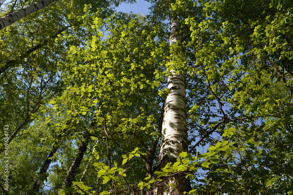Fototapeta premium Birch tree trunks surrounding by green foliage of hazel bushes. Forest landscape.