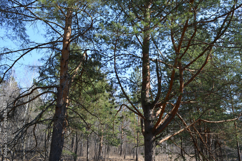 Pine trees on the background of forest in early spring. Pine trees on the background of forest in early spring.