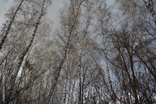 The trunks and tops of birches against the background of the autumn sky covered with gray clouds. Leafless light grove. Beautiful photography of nature. Forest.