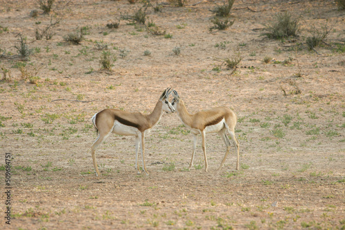 springbok in the Kgalagadi, South Africa