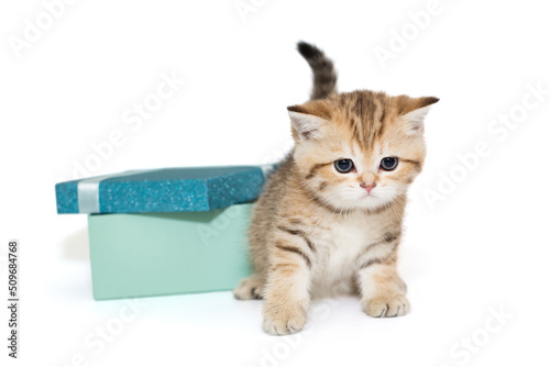 Small Scottish kitten and a gift box