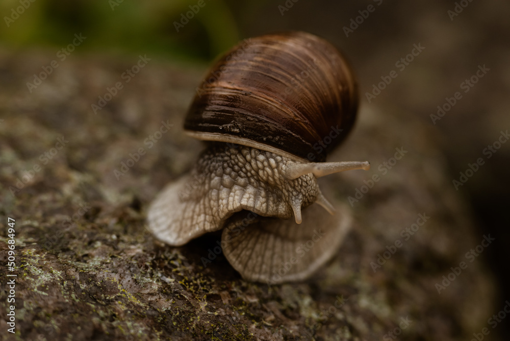 Schnecke