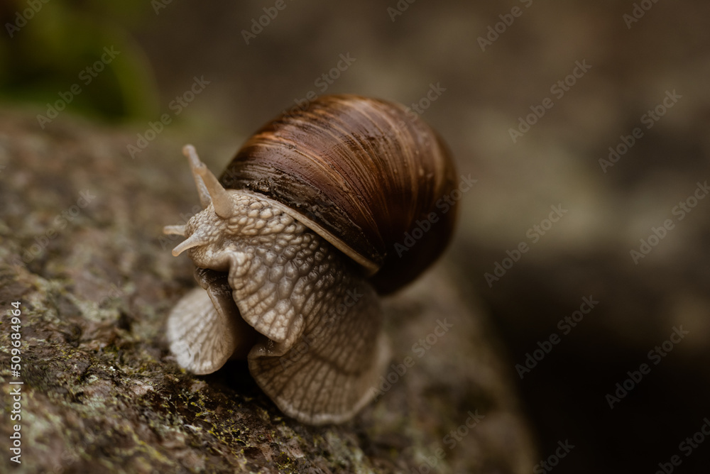 Schnecke