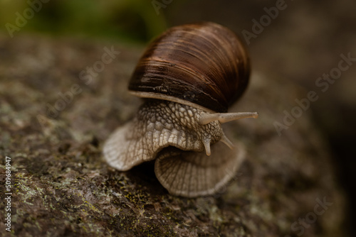 Obraz na płótnie Schnecke w salonie