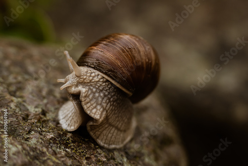 Obraz na płótnie Schnecke w salonie