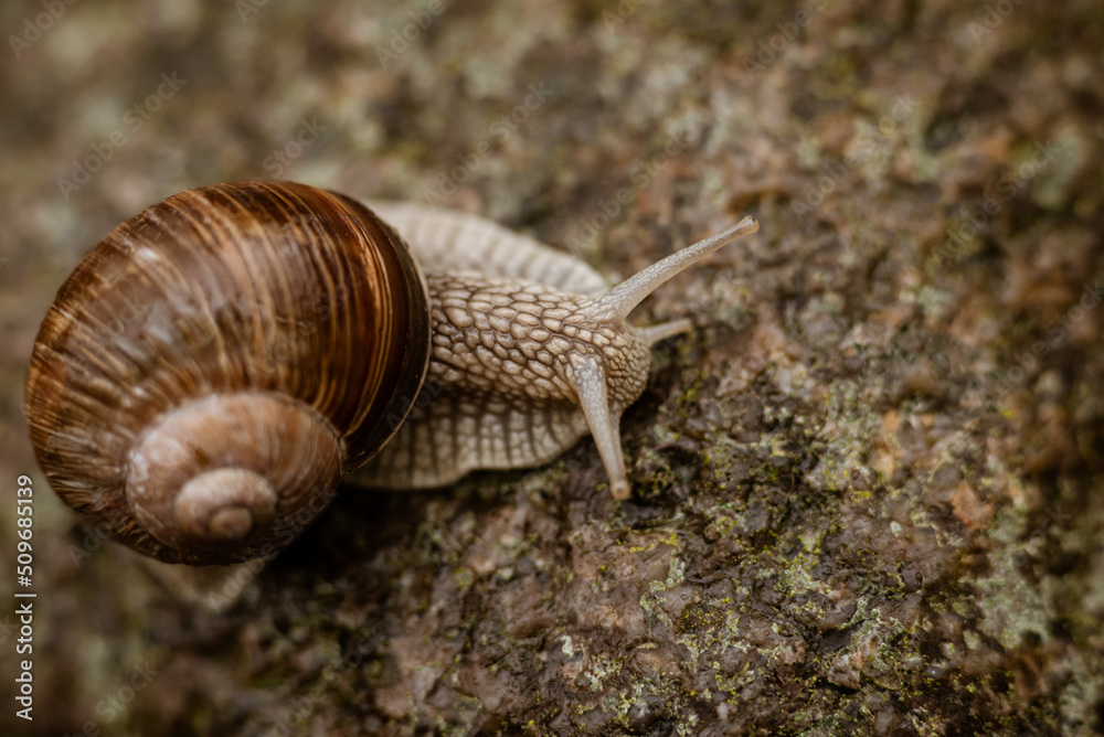 Schnecke
