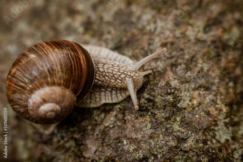 Schnecke