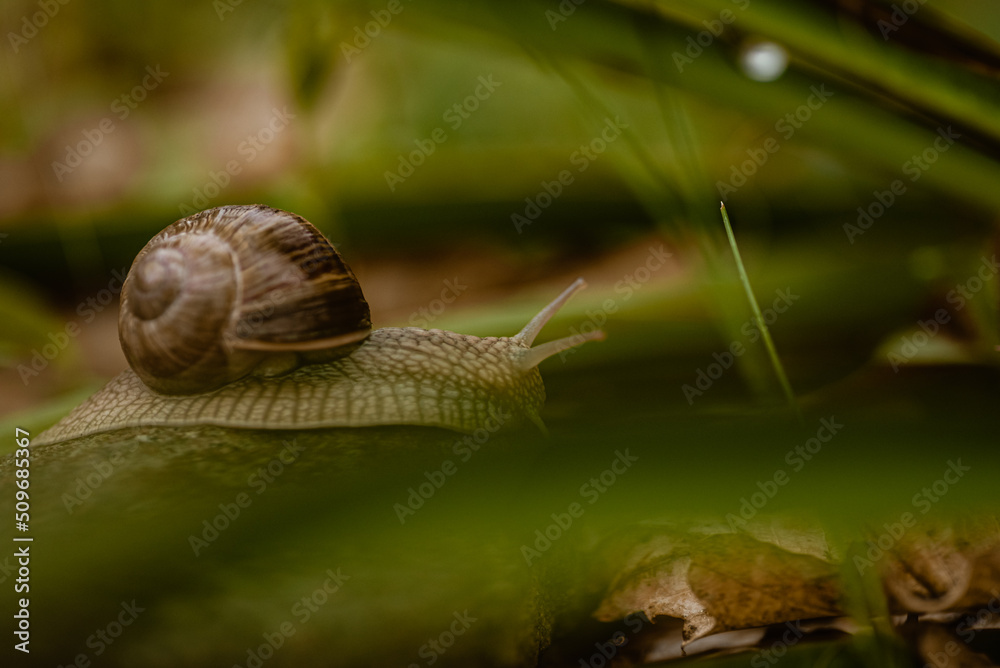 Schnecke