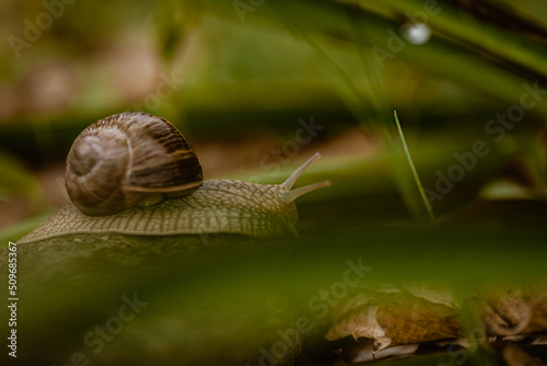 Obraz na płótnie Schnecke w salonie