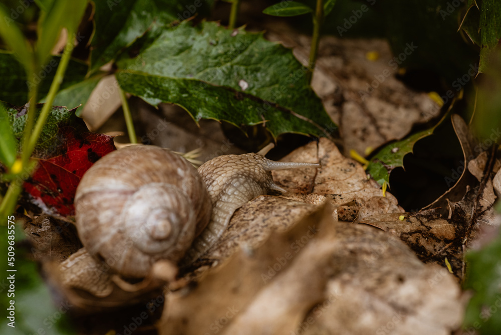 Schnecke