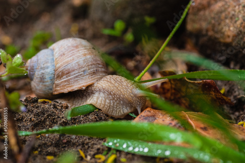 Obraz na płótnie Schnecke w salonie
