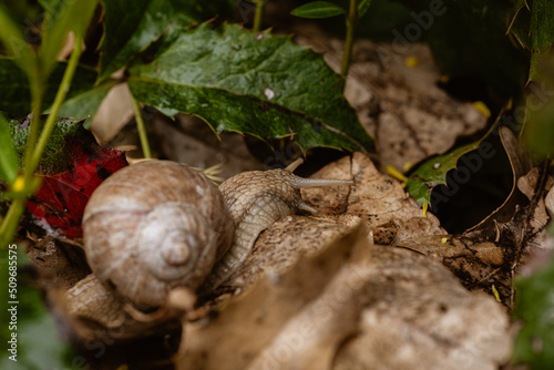 Obraz na płótnie Schnecke w salonie