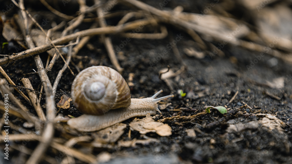 Schnecke