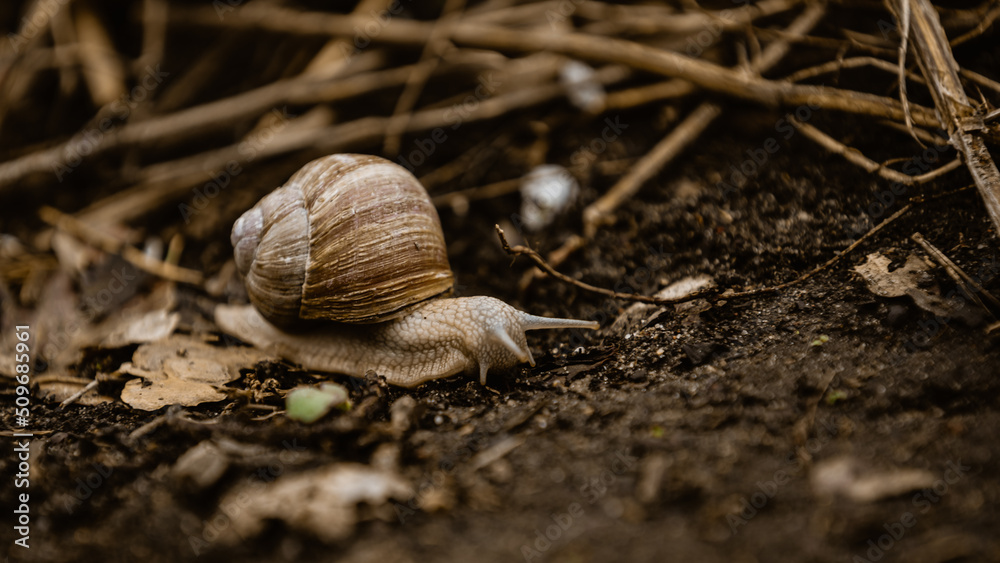 Schnecke