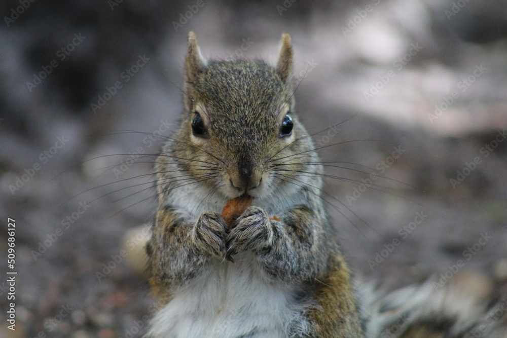 squirrel eating nut squirrel eating nut