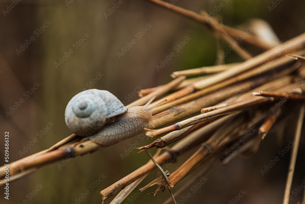 Schnecke