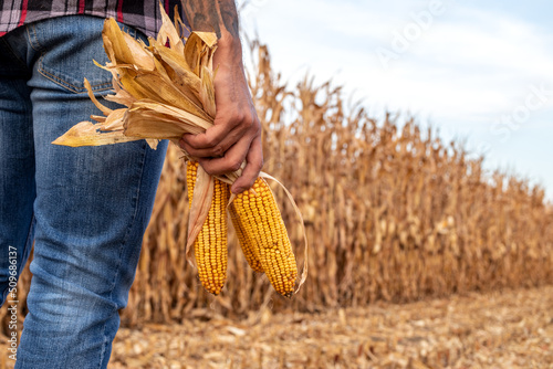 Farmer standing in corn field holding corn cobs in his hand and inspecting the crop before harvest. Back view and close up on the corn cobs.