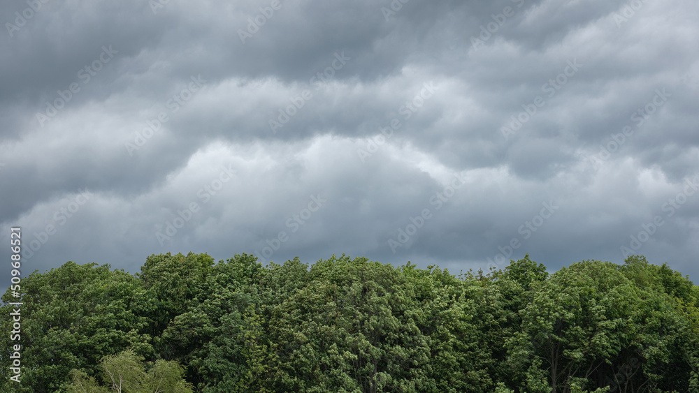 Thick clouds over the trees