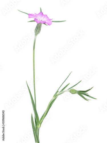 Corn cockle pink flower isolated on white, Agrostemma githago photo