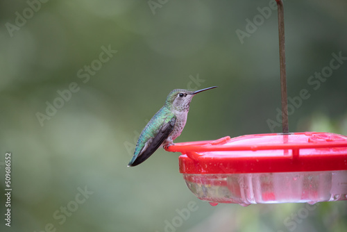 An Anna's hummingbird (Calypte anna) perched on a bird feeder with bits of spider web on its head and beak in Bremerton, Washington. photo
