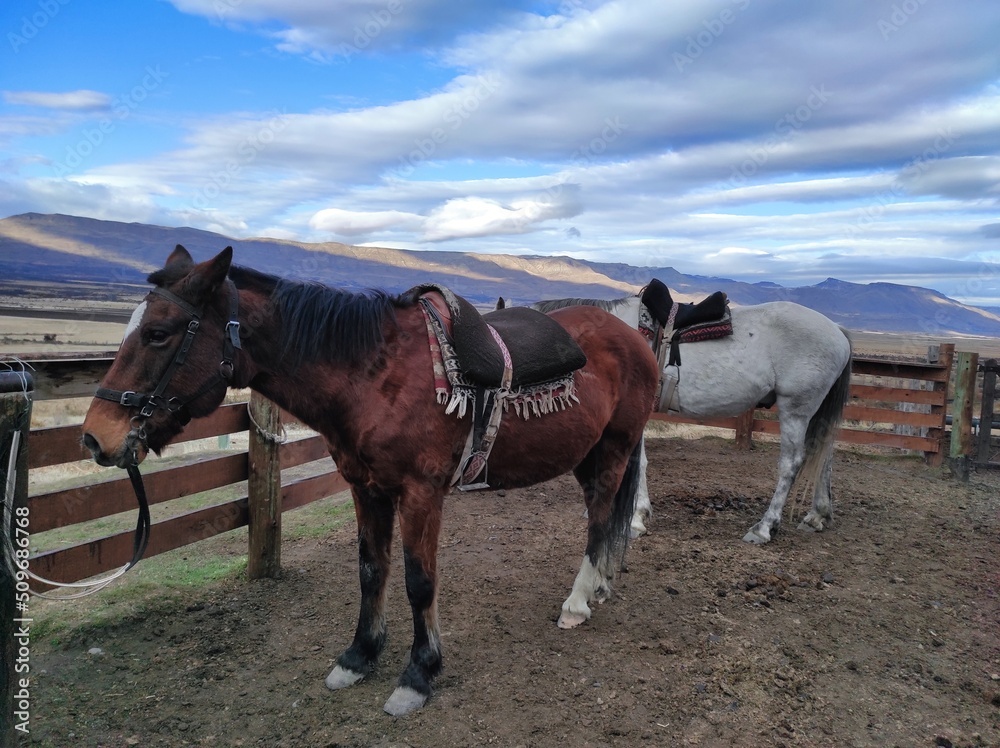 Patagonie, chevaux sellés avant balade dans la steppe, Argentine