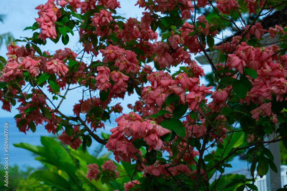 pink flowers in the garden