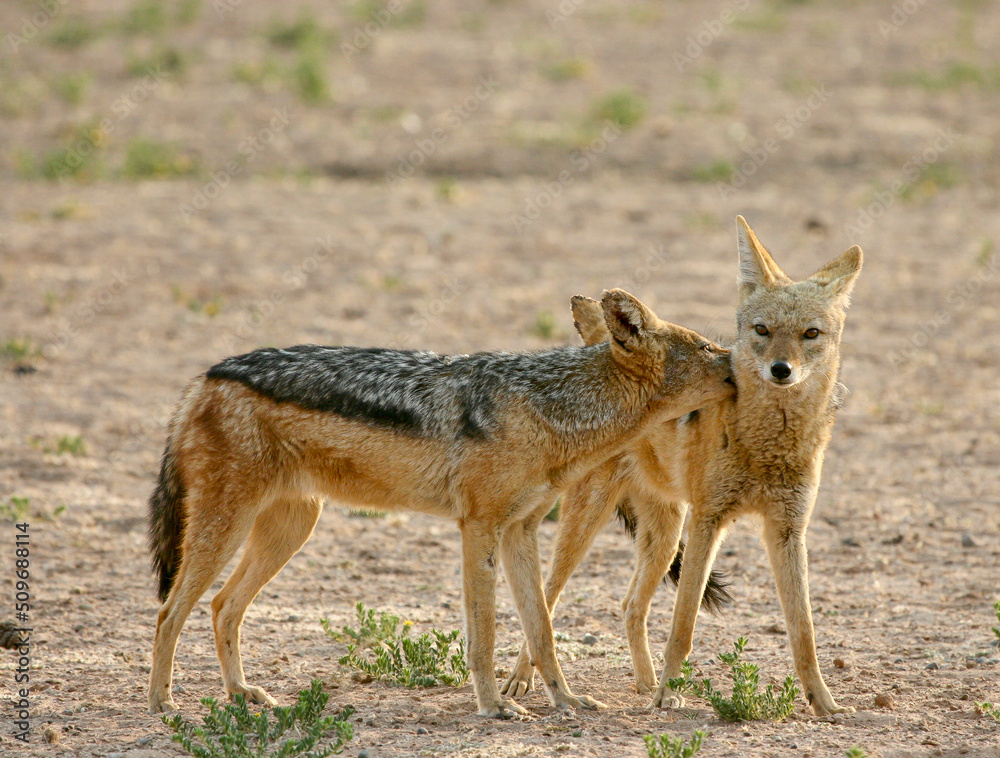 Black-backed Jackal, Kgalagadi, South Africa Black-backed Jackal, Kgalagadi, South Africa